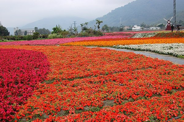 關山.池上花海
