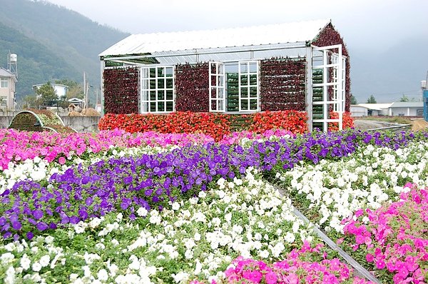關山.池上花海