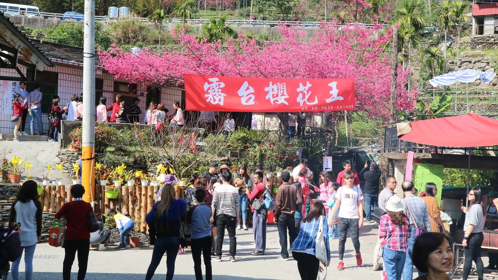 20180217 (218) 花巷道 [霧台櫻花王 (台灣原生種山櫻花)].JPG