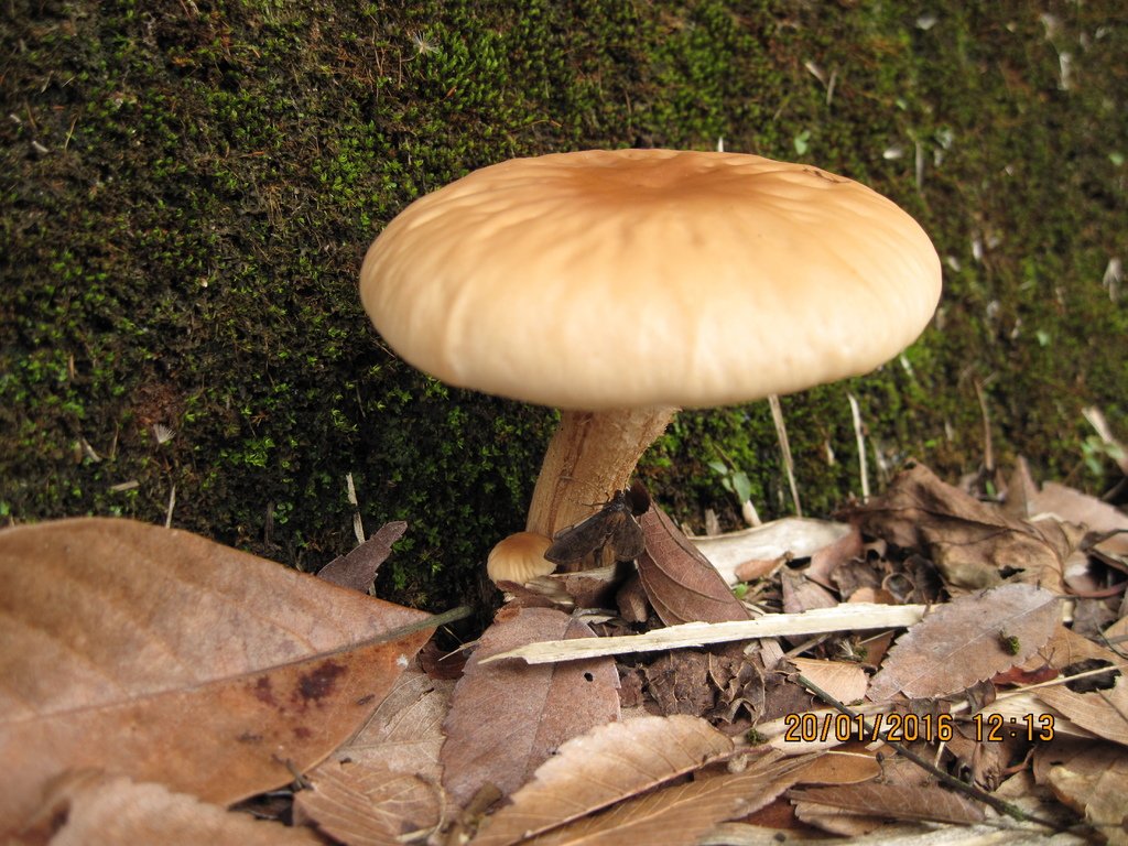 20160120 (51) 錦安聯絡道路 [腦寮庄橋旁--白林地蘑菇 (Agaricus sp.)].JPG