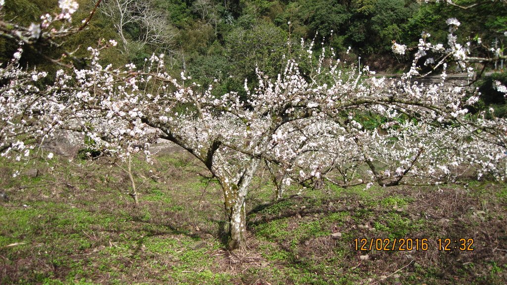 20160212 (29) 腦寮庄李樹園.JPG