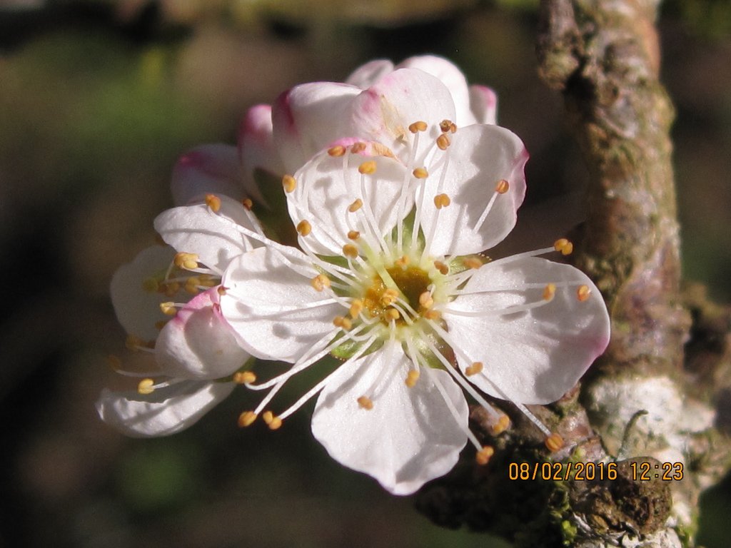 20160208 (45) [位於洗水山的腦寮庄李樹園].JPG