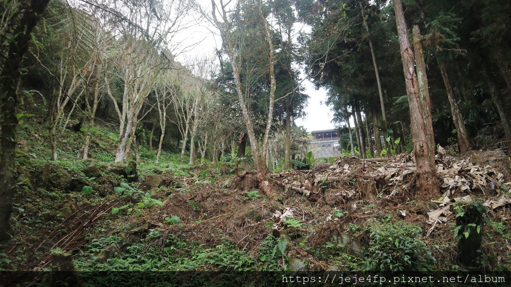 20190205 (120) 寒溪呢森林人文叡地步道途中 [上方建築為寒溪呢咖啡館].JPG