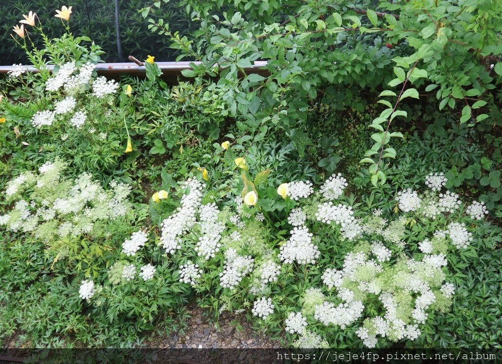 20180616 (67A) 台14甲線公路11.2km處 [山當歸].JPG