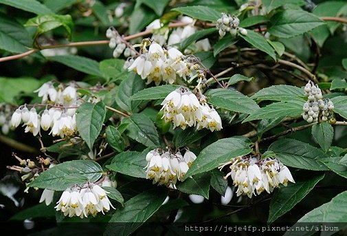 大葉溲疏 (Deutzia pulchra) (1A).jpg