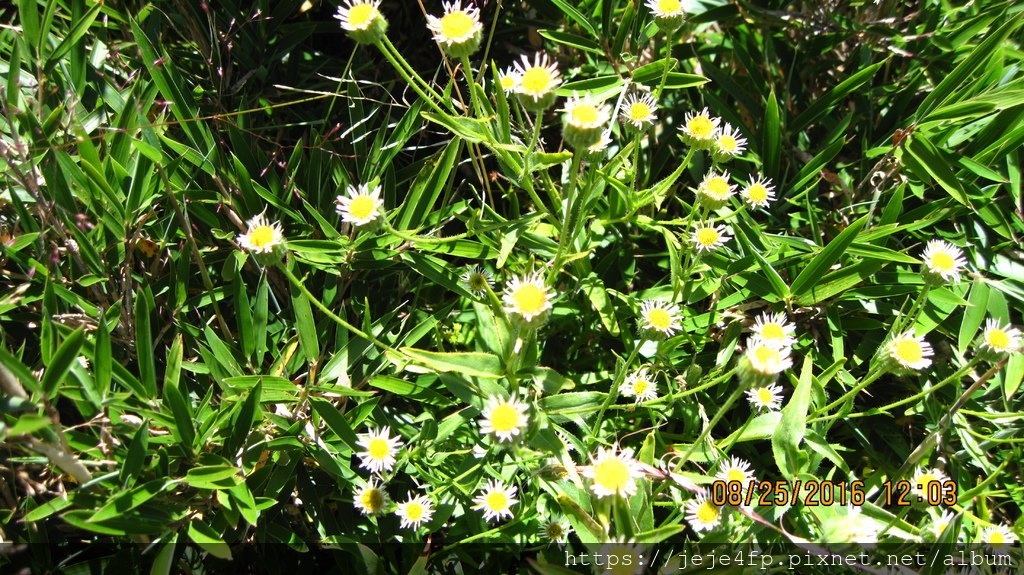 玉山飛蓬 (Erigeron morrisonensis) (1).JPG