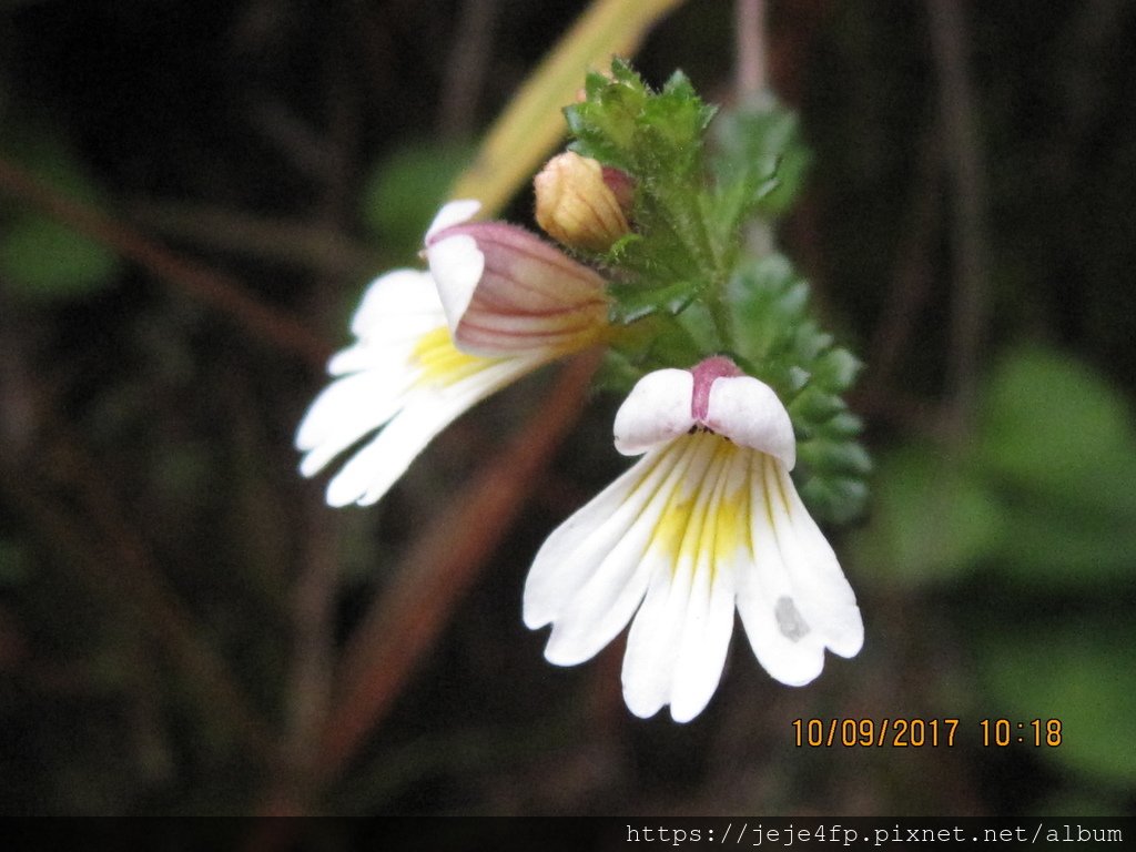 玉山小米草 (Euphrasia transmorrisonensis) (2).JPG