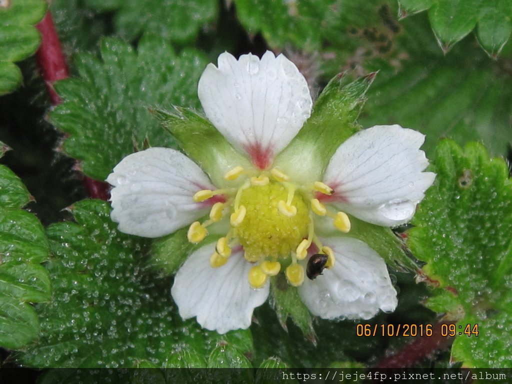 20160610 (42) 石門山步道 [台灣草莓 (Fragaria hayatai)].JPG