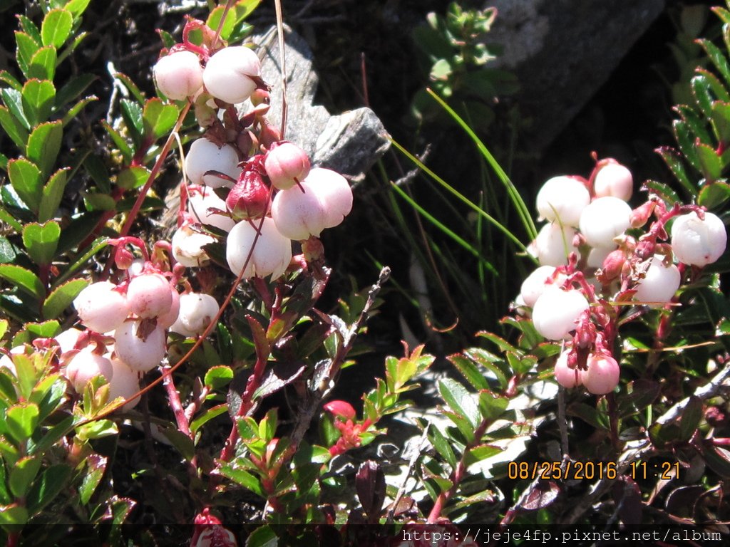 20160825 (248) 高山白株樹(Gaultheria itoana).JPG