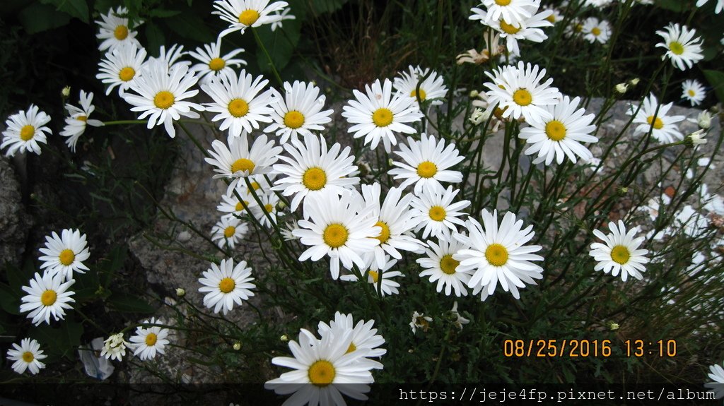 法國菊 (Leucanthemum vulgare) (1).JPG