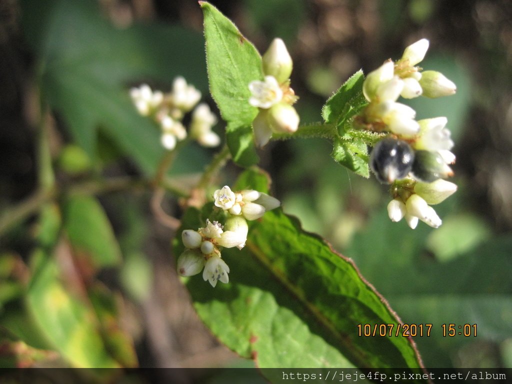 20171007 (220) 東埔一鄰的八通關越嶺古道 [火炭母草 (Polygonum chunensis)].JPG