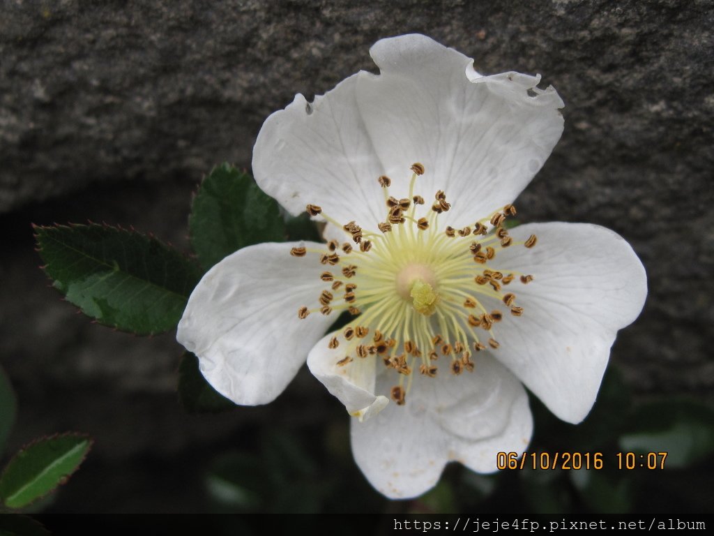 20160610 (58) 石門山步道 [高山薔薇 (Rosa transmorrisonensis)] .JPG