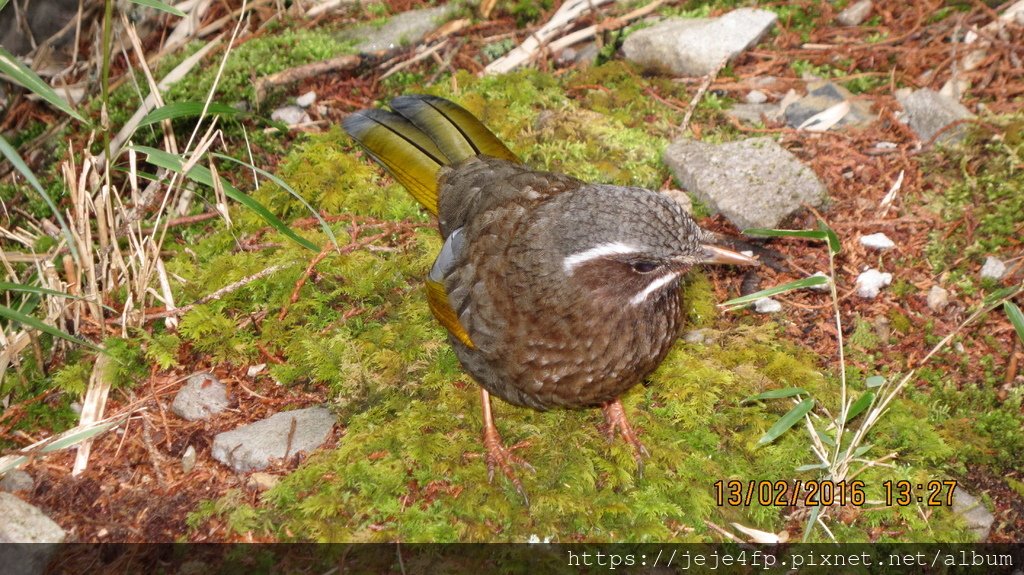 20160213 (71) 東坑路48km處 [啞口觀景台--金翼白眉 (Garrulax morrisonianus)].JPG