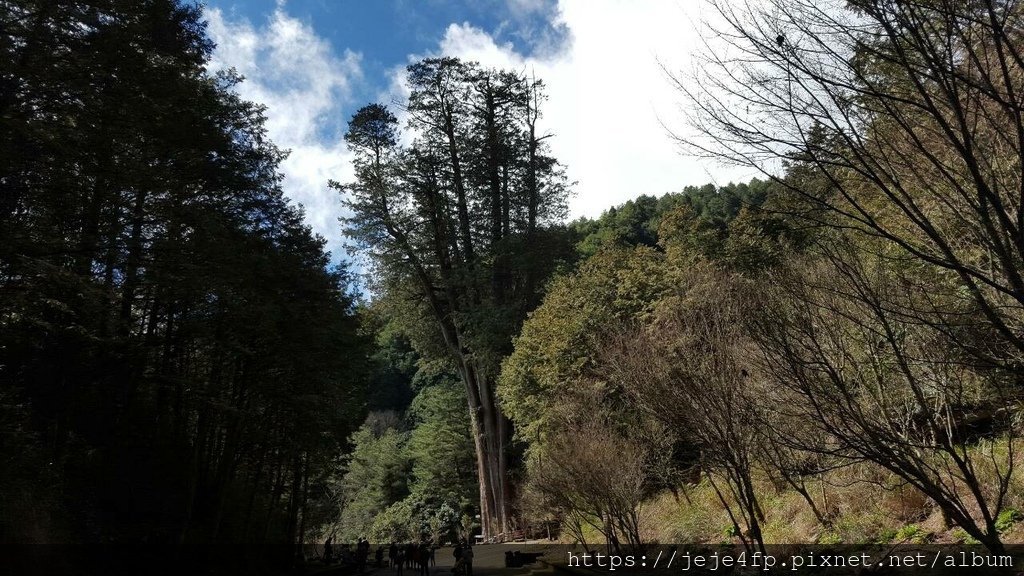 20160213 (100) 東坑路50km處 [紅檜巨木 (1400y - 高46m-胸徑4m-胸圍13m)].jpg