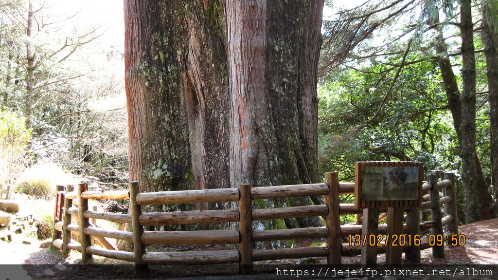 20160213 (116) 東坑路50km處 [紅檜巨木 (1400y - 高46m-胸徑4m-胸圍13m)].JPG