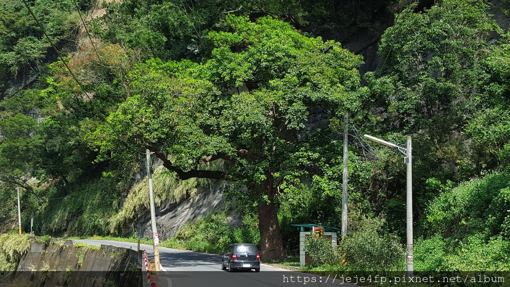 20150927 (1) 苗61道路3.5Km處 [老笳苳樹].jpg