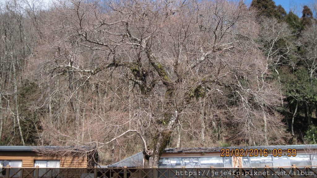 20160228 (119) 大鹿林道28Km處 [雪霸公園觀霧山莊 (百年老霧社櫻--2015年的暖冬導致12月已開花)].JPG