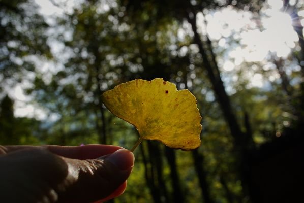 期盼很久的銀杏，已漸漸轉黃