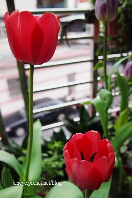 P1237077