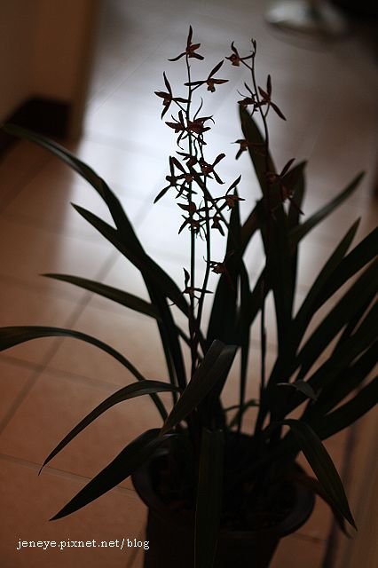 IMG_8703.jpg