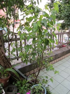 桑樹s.jpg