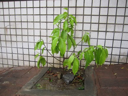 玉蘭花.jpg