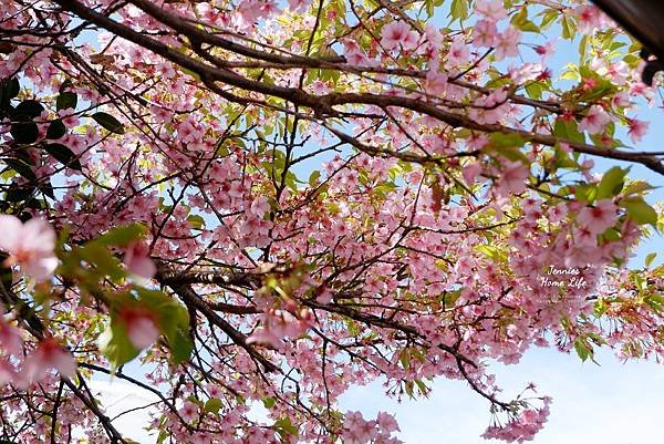 在浪漫的櫻花季節品嚐香濃甜蜜的草莓滋味｜鳥取 湯梨濱町 小林