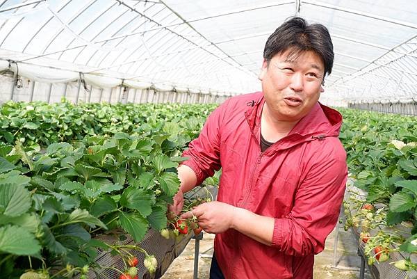 在浪漫的櫻花季節品嚐香濃甜蜜的草莓滋味｜鳥取 湯梨濱町 小林