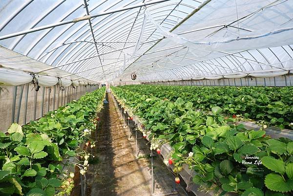 在浪漫的櫻花季節品嚐香濃甜蜜的草莓滋味｜鳥取 湯梨濱町 小林