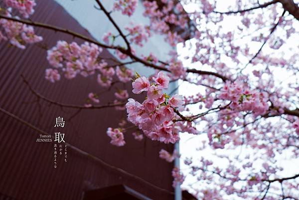 享受悠閒景致重溫日本昔日風情｜倉吉 白壁土藏群