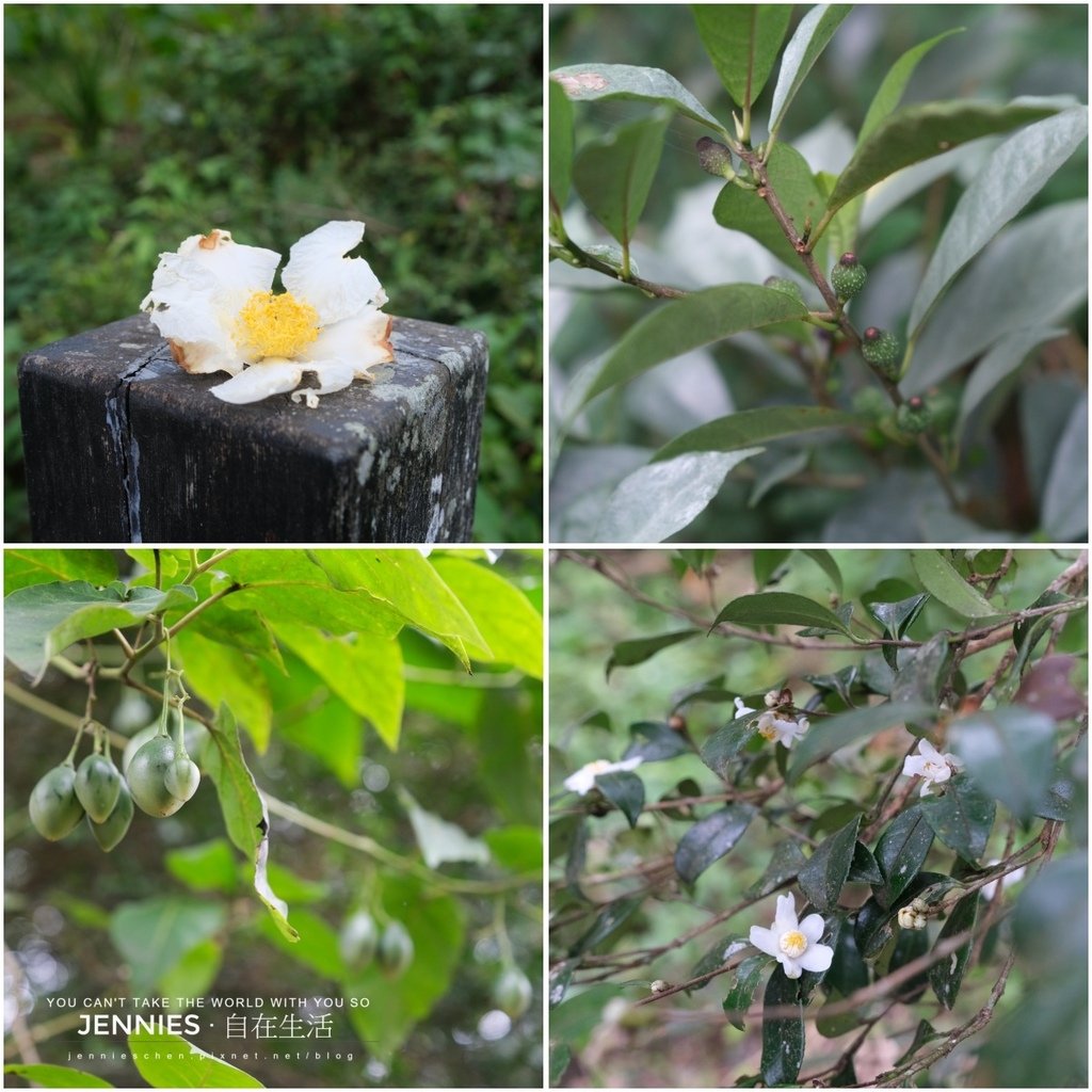 苗栗．南庄風景區部落二日遊｜體驗高山無窮寶藏 揭開神秘的賽夏
