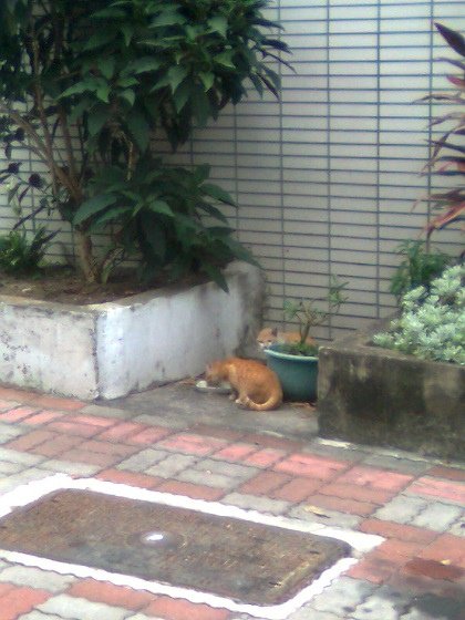 貓食客