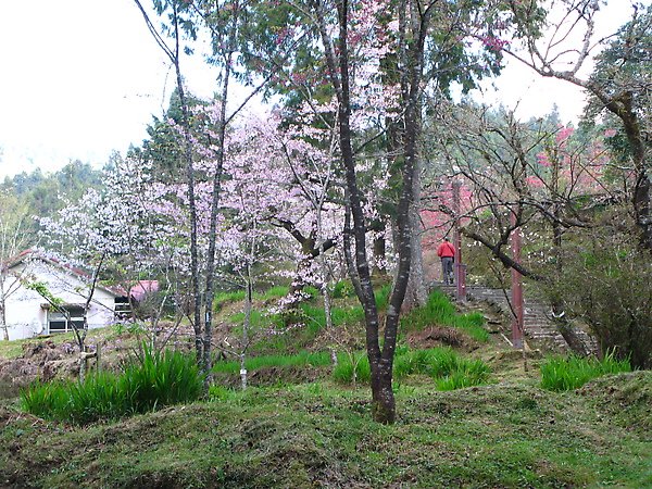 2010.2~3台東及阿里山 189.JPG