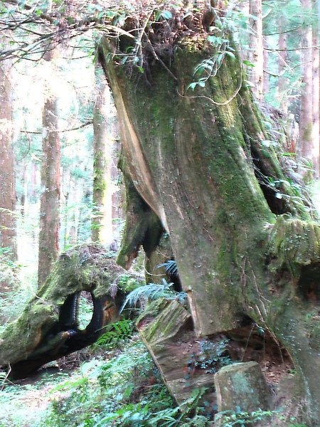 2010.2~3台東及阿里山 248.JPG