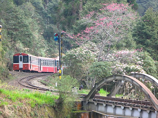 2010.2~3台東及阿里山 153.JPG