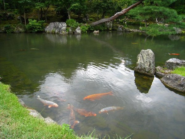 好多鯉魚