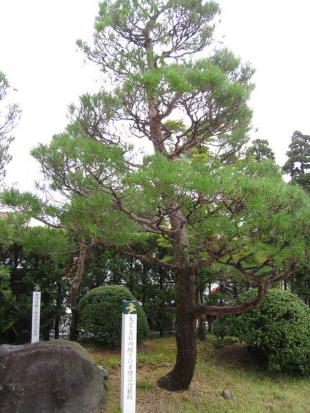 這顆樹粉有名