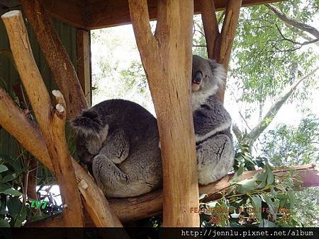 55 Featherdale Wildlife Park (7).JPG