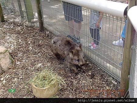 55 Featherdale Wildlife Park (9).JPG