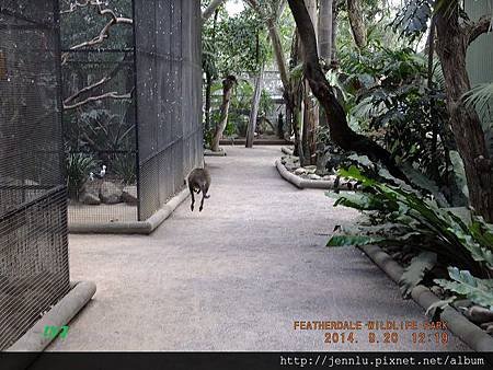 55 Featherdale Wildlife Park (10).JPG
