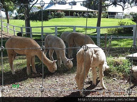 7 04 Swan Valley Alpaca Stud (9).JPG