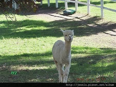 7 04 Swan Valley Alpaca Stud (10).JPG