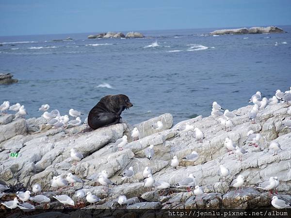 1 7 Kaikoura Seal.JPG