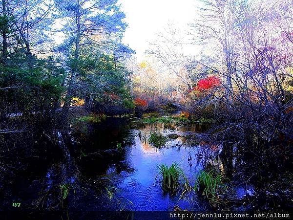 4 1 Pachaug state forest.JPG