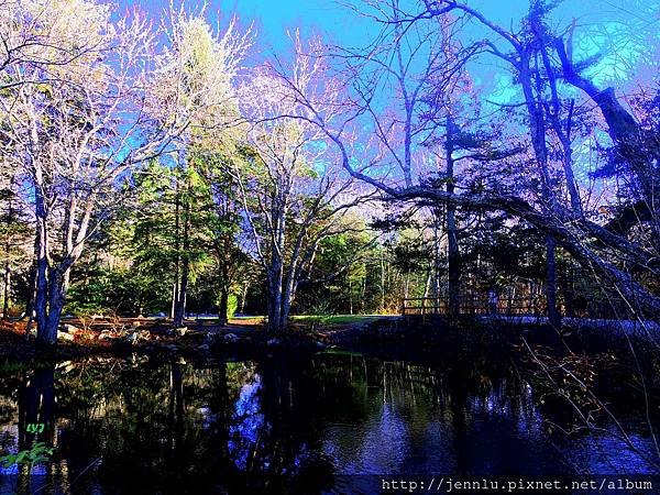 4 6 Pachaug state forest (1).JPG