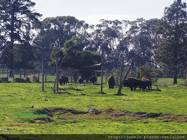 6 1 Werribee Open Range Zoo (4).JPG