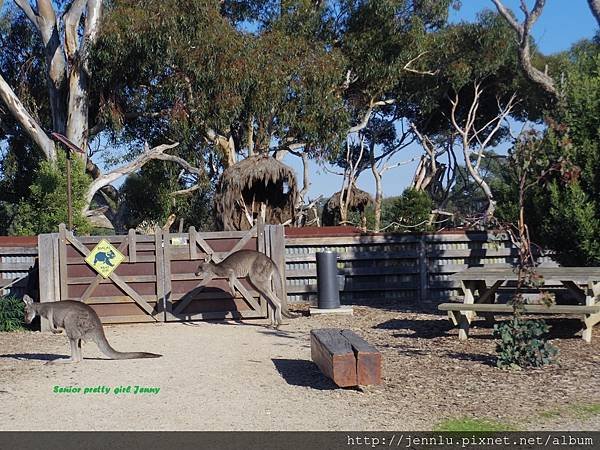 6 1 Werribee Open Range Zoo (2).JPG