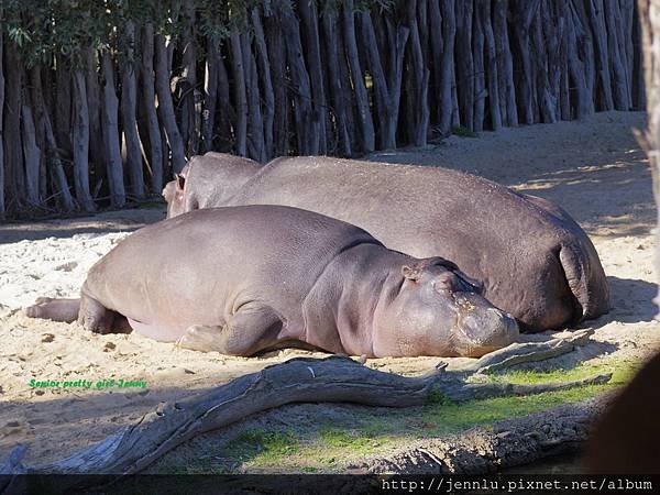 6 1 Werribee Open Range Zoo (6).JPG