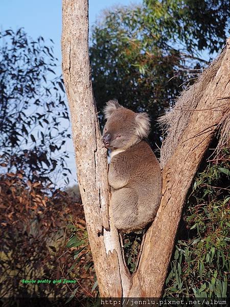 6 1 Werribee Open Range Zoo (3).JPG