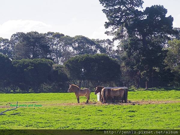 6 1 Werribee Open Range Zoo (5).JPG